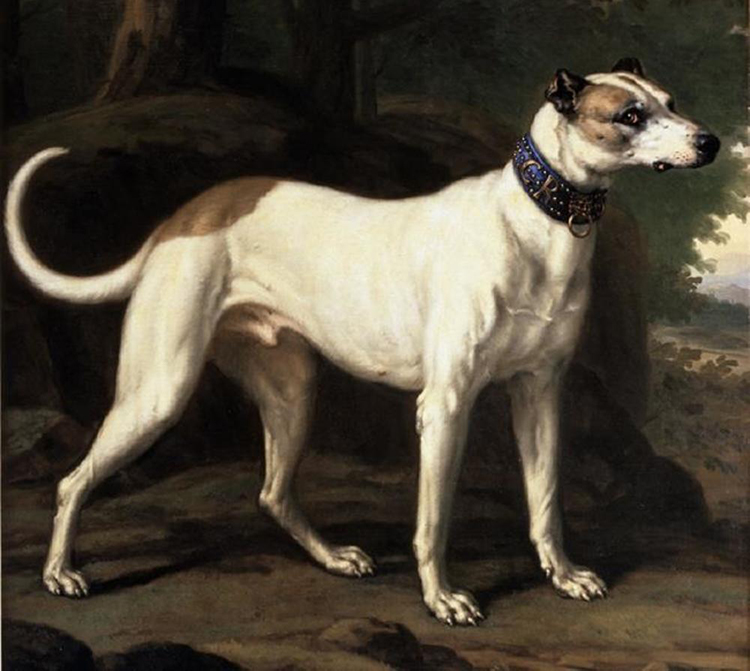 Karl XIs hund Turck 